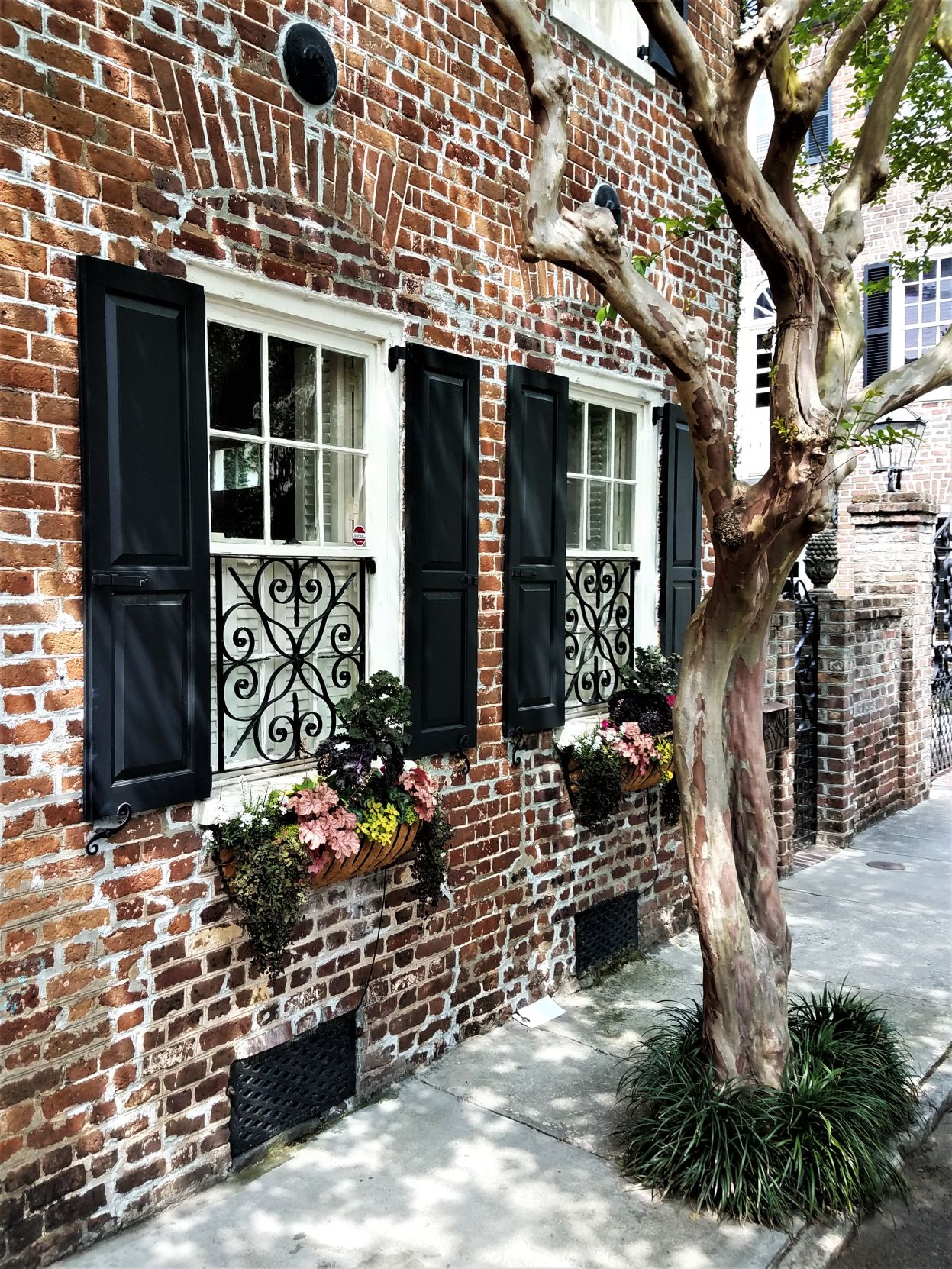 Charleston Beauty